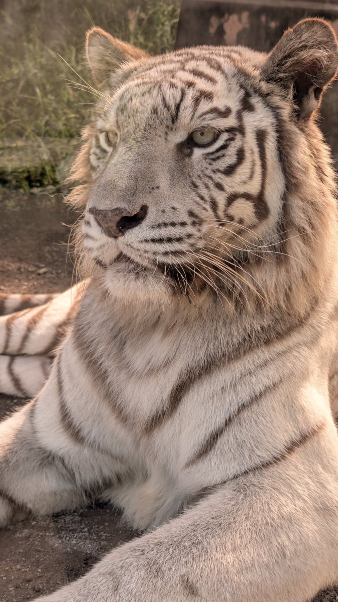 bluediamondcabl's tweet photo. 第2で月タイガー🐯が覗きに来た時以外、ずっと横になってたシロップタイガー🐯

飼育員さん達が来たらスンッと
"綺麗に撮るのよ☆"と近い場所で本当に可愛く綺麗なポーズとりだした。
『可愛いー☆いいファイルにできそうよーシロップ』

私にもおこぼれ📸チャンス
 #伊豆アニマルキングダム https://t.co/VZkkpol3ER