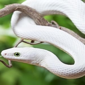 norimi1102's tweet photo. 🐍🐍🐍🐍🐍🐍🐍🐍🐍🐍
🤍🤍🤍🤍🤍🤍🤍🤍🤍🤍
🤍🤍奇跡を起こす白蛇🤍
🤍🤍🤍🤍🤍🤍🤍🤍🤍🤍
ෆ❛ั◡❛ัෆ✩⃛*⁎ https://t.co/bop9ww3Wdz