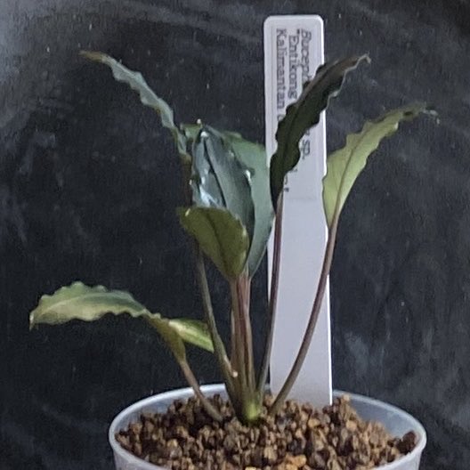 masamasa07166's tweet photo. Bucephalandra sp.
"Entikong" Sanggau
Kalimantan barat (TB)
成長ゆっくり気長に待ちます🌱
#草わるん
#bucephalandra
#teamborneo
#ブセファランドラ https://t.co/jtuLX70UGh