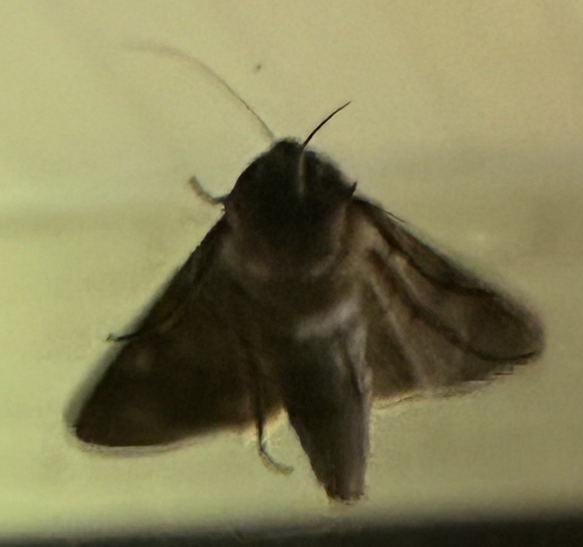 XIVghma's tweet photo. @RevFox84 if it cannot have the LÄMP, nobody can. https://t.co/pR3TUDj043