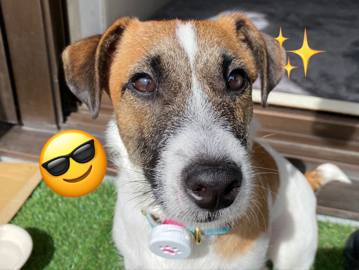u9jef's tweet photo. @imik9000 今日ウチ……来る❓🐶✨ https://t.co/Gp6hTZuSXB