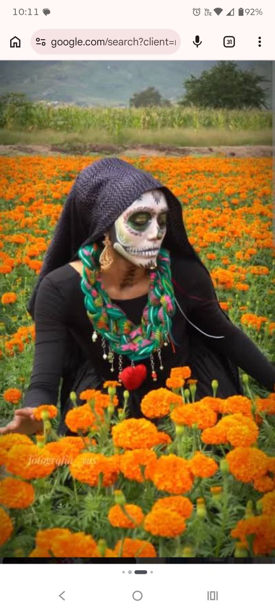 RicoyAraceli's tweet photo. La flor de muerto o cempasúchil (Tagetes erecta) es el símbolo visual más importante del Día de Muertos en México. Sus intensos tonos amarillos y anaranjados representan el color del sol, el cual se utiliza para iluminar y guiar el camino de las almas de regreso a los hogares. https://t.co/5tPoUTOUo9
