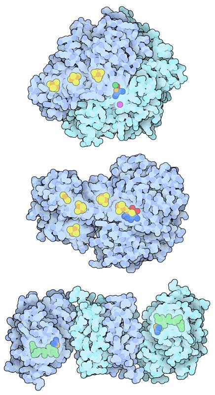 dr_robinmalloy's tweet photo. MIKRO UND MAKRO 🩸🧬🦠🧫🧪🌍🪐
Hydrogenases use unusual metal ions to split hydrogen Gas.
https://t.co/7jN8MPNnyA
#Nature #cells #Neuroscience
#brain #kosmos #Creation
#quantum #mind #Biochemistry
#proteins https://t.co/ZrEy9vgv52