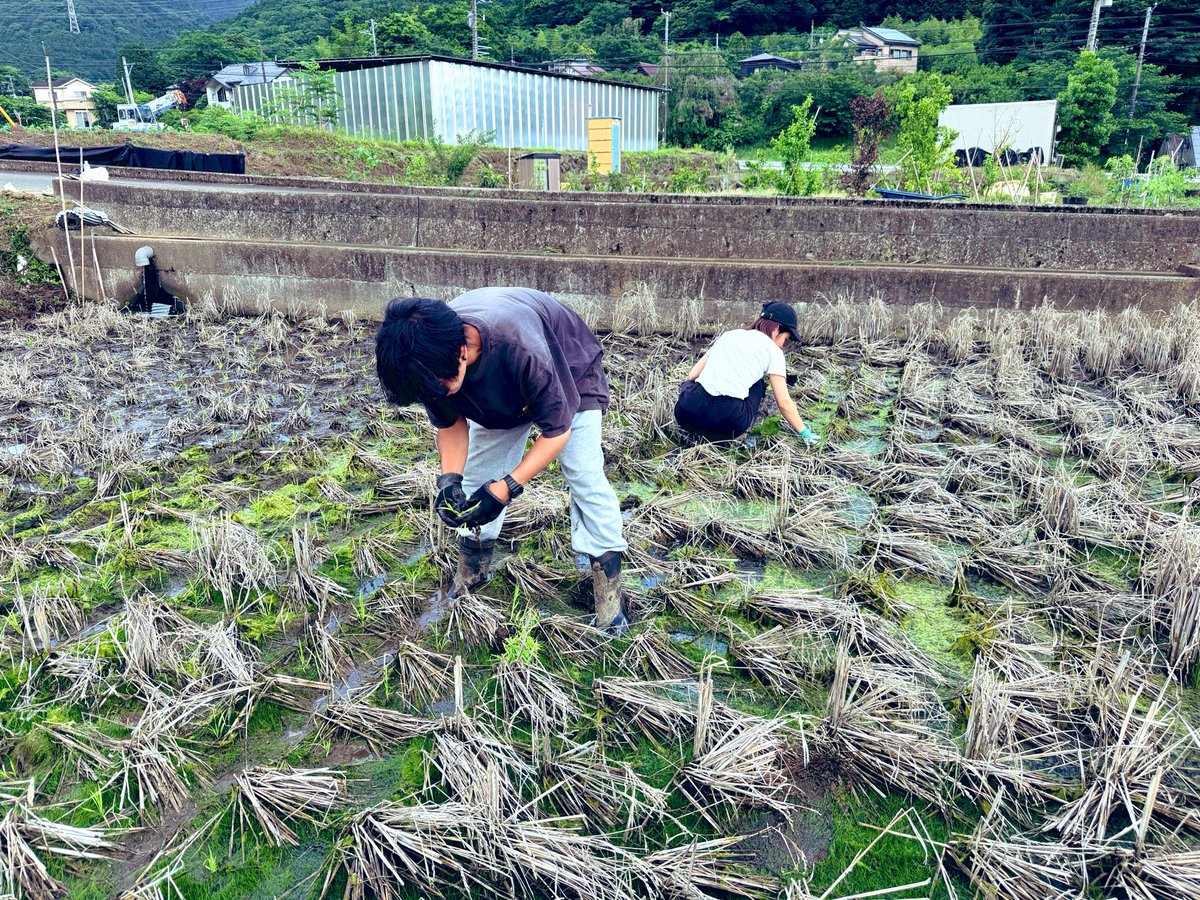 alphaofchildren's tweet photo. 日本人へ。知ってます？？？旧・イギリスの植民地諸国で生き残っている先住民の数↓

ニュージーランド：14.0%
パナマ：6.8%
フランス：2.9%
オーストラリア：2.5%
アメリカ：1.3%
ハイチ：0.0%
ジャマイカ：0.0%
バハマ：0.0%
バルバドス：0.0%

植民地政策は大変恐ろしいものがあります。しかし、みなさん。決して忘れないでください。日本も紛れもなく植民地であり日本人・総奴隷化計画が実行中です。共に強く正しく美しく生きていけたら幸いです。

「食料を自給できない人たちは奴隷」

by：ホセ・マルティ

同志募集中（HP）↓

https://t.co/D4FUXNMUVF

日本人の1人1人が立ち上がり、資源を守り、水、食料さえ確保できればまだ日本人にも可能性があると考えます。引き続き食料自給率の向上、食の安心安全の回復。日本人の為の農地拡大はもちろん。水源確保の拡大に向けて尽力して参ります。みなさん、引き続きお付き合いのほどよろしくお願いします。アルファ
