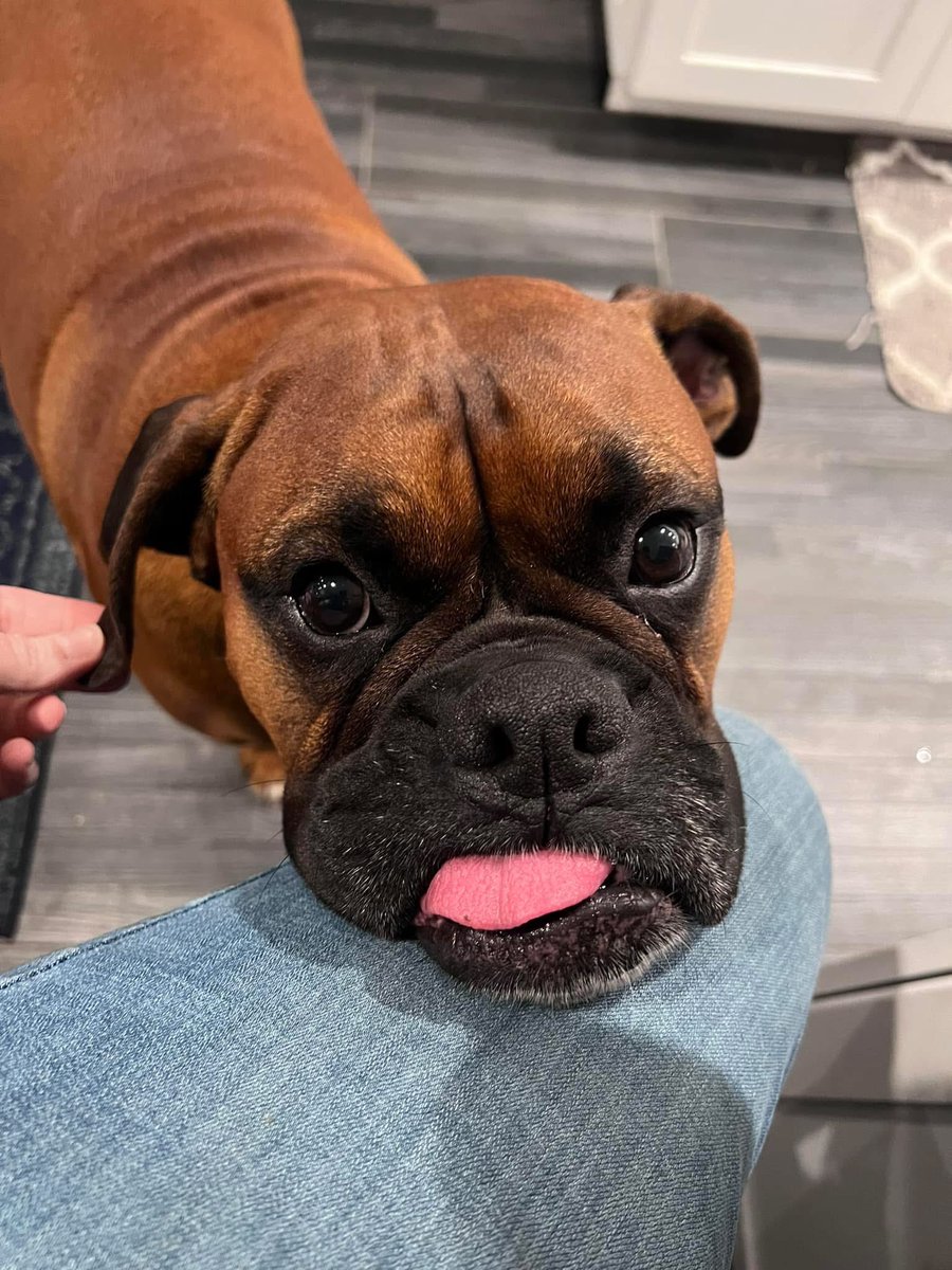 inntothenight's tweet photo. Happy TOT from Zeus!
#boxerpuppy #boxerdogs #boxerlife
#boxerlovers #boxersrock #boxersoftwitter #boxerdogsoftwitter #dogsoftwitter #dogsofx https://t.co/7Gdrp3dIf6