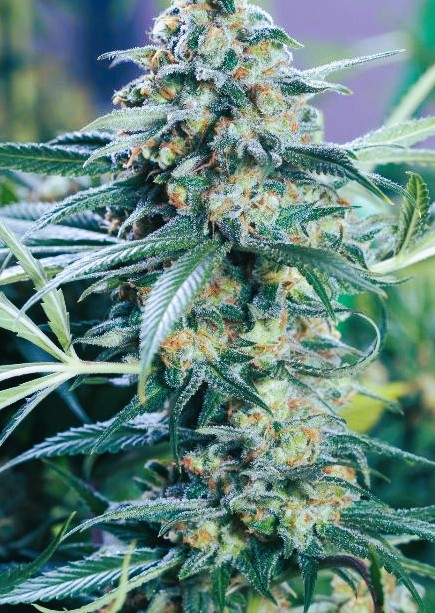 iHopMinion's tweet photo. How's that #harvest going π
#RandomWeedPics #ProDankSmoke https://t.co/KIA0b1FNsl