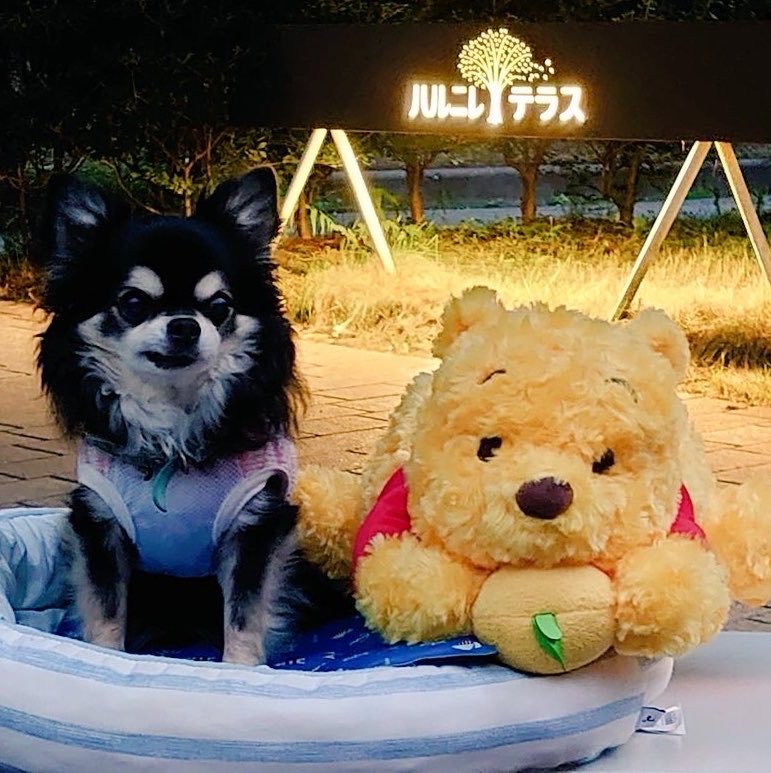 yV8whDylQUeDpMv's tweet photo. 今回の #ディズニーシャワハーグッズ はどれもめっちゃ可愛いんだけど
私の願いではティッシュボックス欲しかったな🤭
羽生くんとプーさんがコラボしてるティッシュボックス🤩
競技時代の、、
あのティッシュボックス抱えてる羽生くんがめっちゃ好きだった❤️
オーサーも抱えてたけどね😂🤣
#羽生結弦 https://t.co/KpsLA83KVQ
