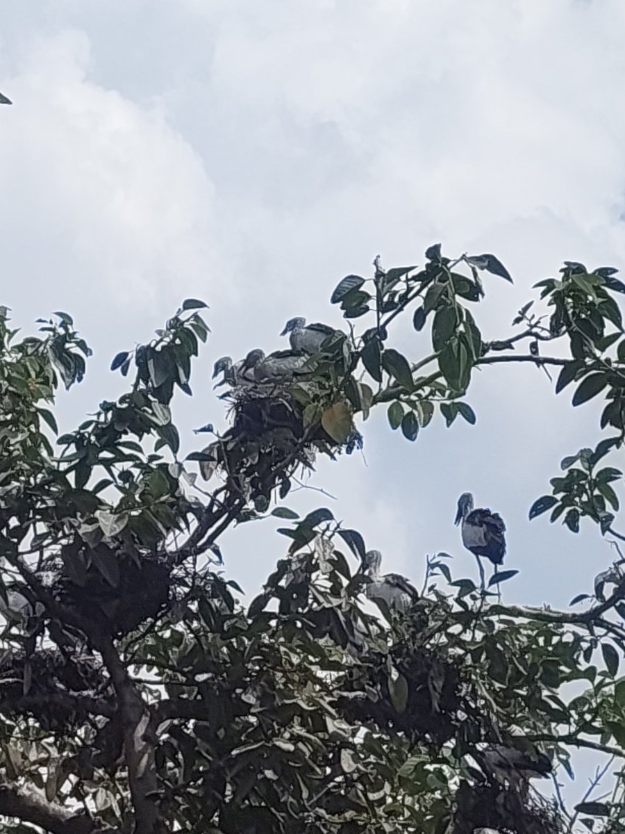 mnctindia's tweet photo. Asian Openbill Heronry, Bihar Sharif, Nalanda 🐦🌿

The chicks are growing rapidly, and the young Asian Openbills are now becoming juveniles. Some have started venturing out of their nests and moving along the branches, preparing for their first flights. @DEFCCOfficial https://t.co/Bs2VGRsjUW