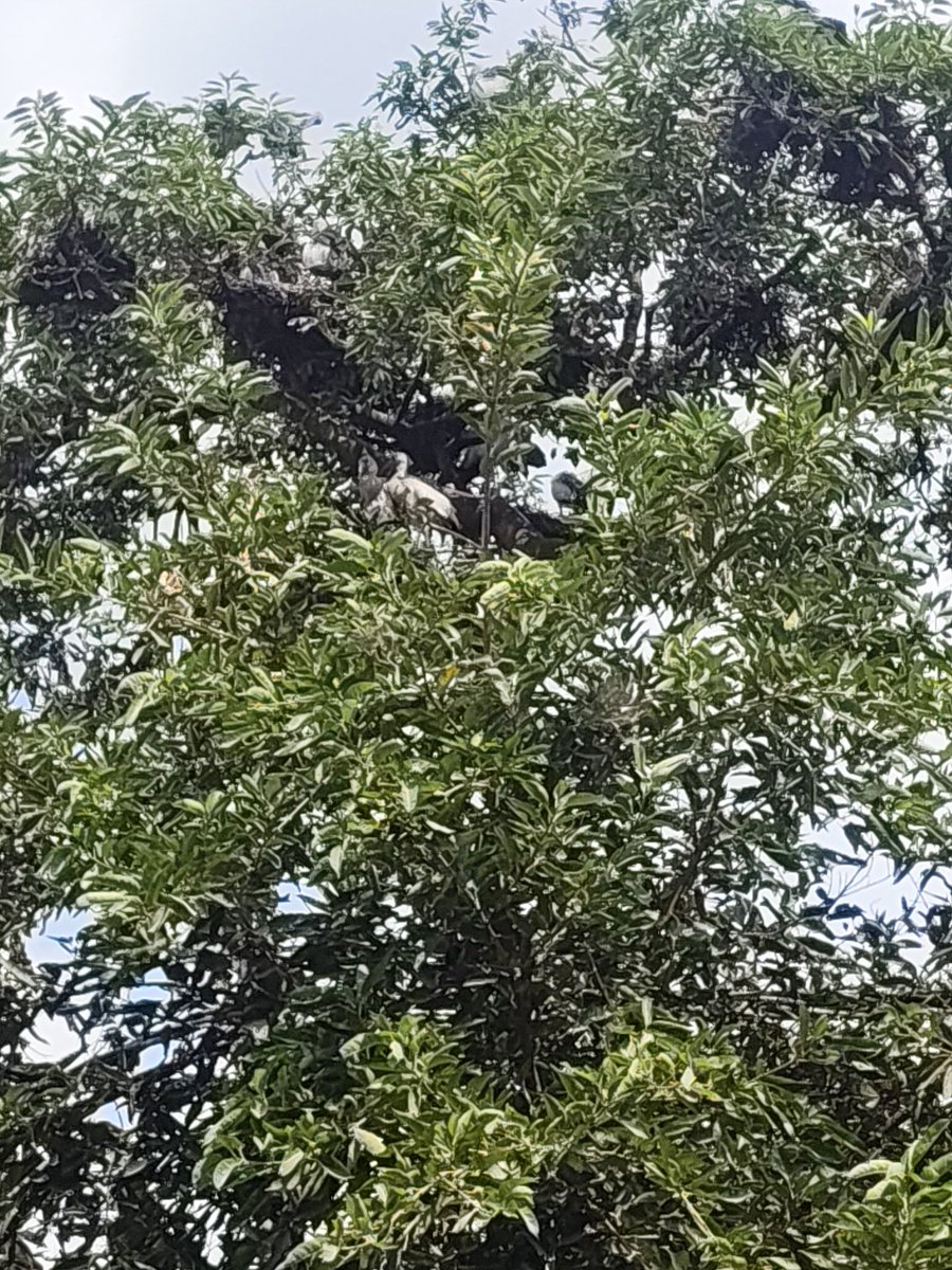 mnctindia's tweet photo. Asian Openbill Heronry, Bihar Sharif, Nalanda 🐦🌿

The chicks are growing rapidly, and the young Asian Openbills are now becoming juveniles. Some have started venturing out of their nests and moving along the branches, preparing for their first flights. @DEFCCOfficial https://t.co/Bs2VGRsjUW