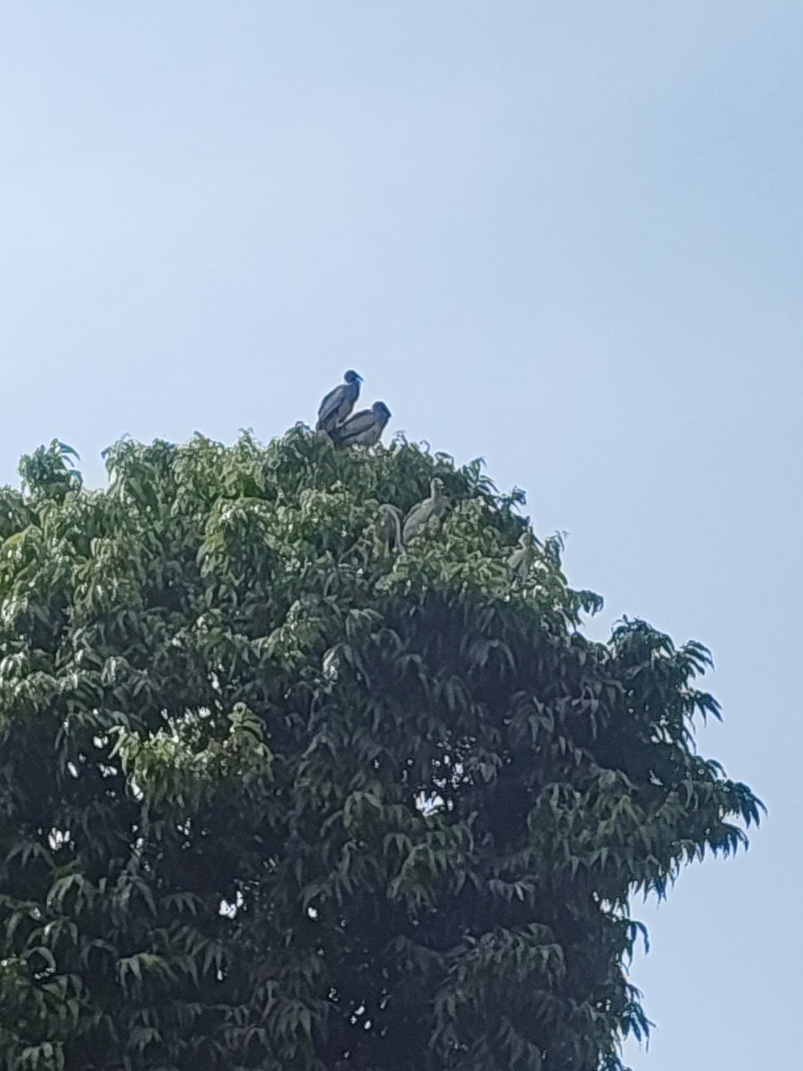 mnctindia's tweet photo. Asian Openbill Heronry, Bihar Sharif, Nalanda 🐦🌿

The chicks are growing rapidly, and the young Asian Openbills are now becoming juveniles. Some have started venturing out of their nests and moving along the branches, preparing for their first flights. @DEFCCOfficial https://t.co/Bs2VGRsjUW