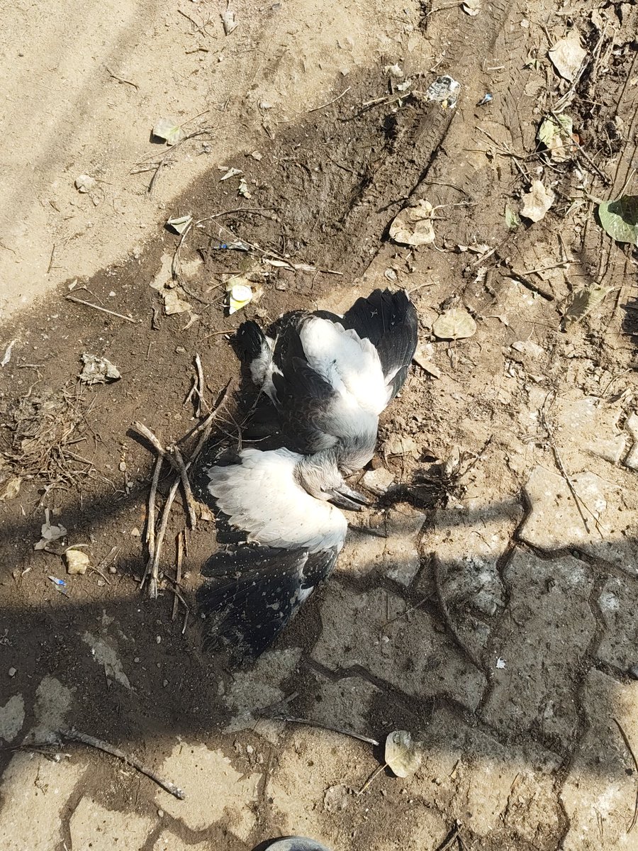 mnctindia's tweet photo. Asian Openbill Heronry, Bihar Sharif, Nalanda 🐦🌿

The chicks are growing rapidly, and the young Asian Openbills are now becoming juveniles. Some have started venturing out of their nests and moving along the branches, preparing for their first flights. @DEFCCOfficial https://t.co/Bs2VGRsjUW