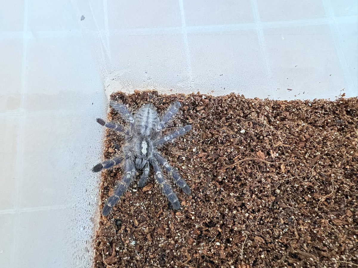 hachu_kichu's tweet photo. グーティサファイアオーナメンタル
Poecilotheria metallica

語るに及ばず、みんなのアイドル💙
チビ２匹、デカ１匹といますが……。
こちらも語るに及ばず、全員雄👨
ウチに来る子はみんな雄💪
ようこそ男の世界へ……。

#奇蟲
#タランチュラ
#グーティサファイアオーナメンタル https://t.co/MRthR1bdnf