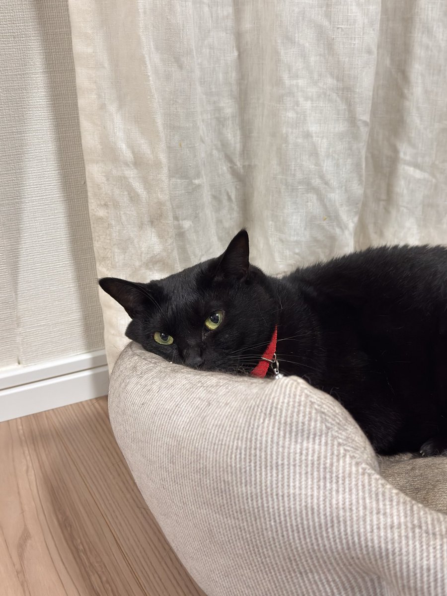 hachi_quu's tweet photo. 虚無ってる https://t.co/fd0QT980zz