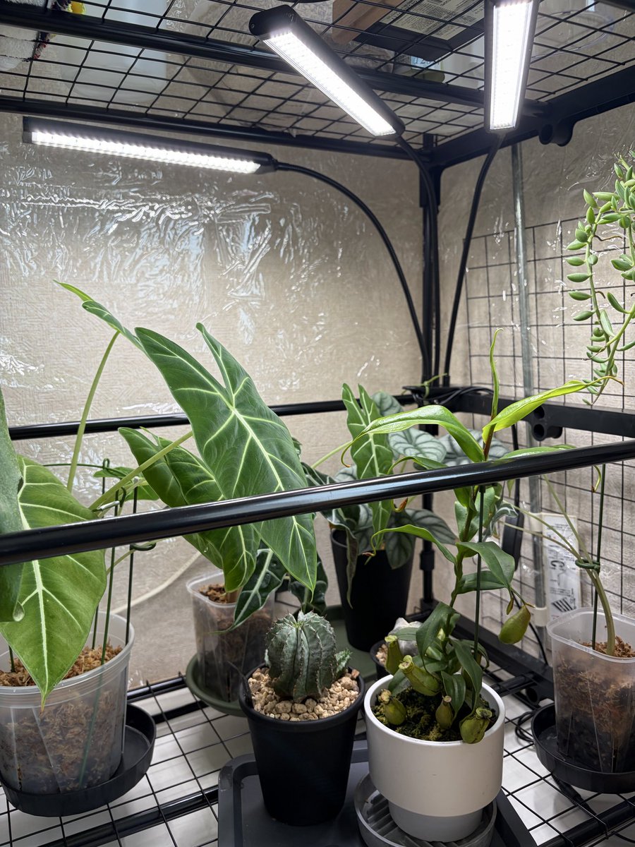abcmiii11's tweet photo. こんにちは😃
クワズイモの新しい葉が🌱

アロカシア用に育成ライト🔦買いました☺️いい感じです🎵

#観葉植物
#育成ライト https://t.co/YXTk5joAgy