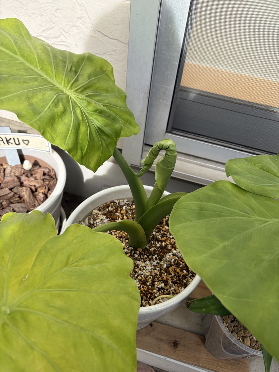 abcmiii11's tweet photo. こんにちは😃
クワズイモの新しい葉が🌱

アロカシア用に育成ライト🔦買いました☺️いい感じです🎵

#観葉植物
#育成ライト https://t.co/YXTk5joAgy