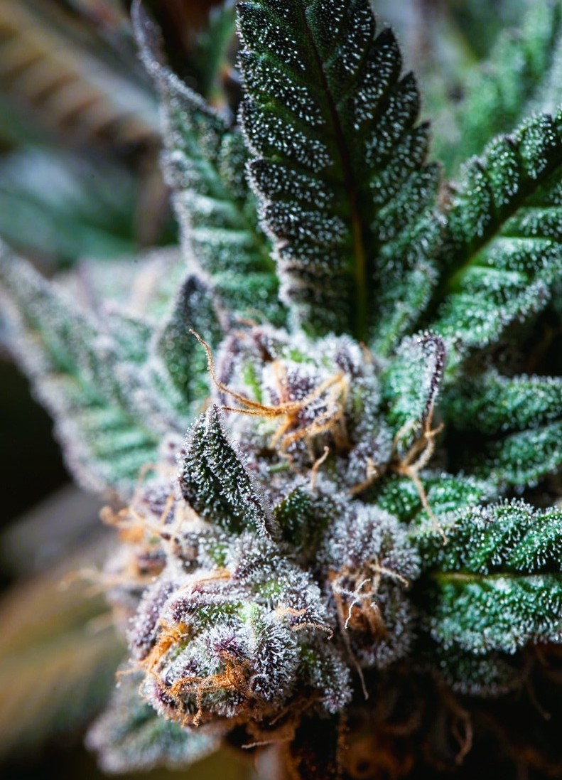iHopMinion's tweet photo. #RandomWeedPics #ProDankSmoke
#SittingPretty Waiting 2 Be #Touched π https://t.co/4yhrXYtMPm