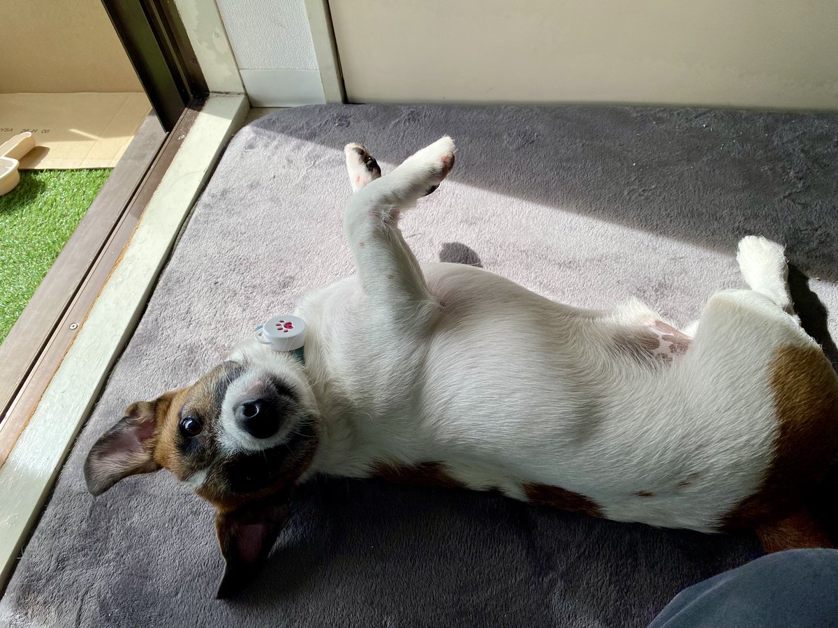 u9jef's tweet photo. 一緒に日向ぼっこでお昼寝する〜？🐶😴☀️ https://t.co/DCdp0xPn5D