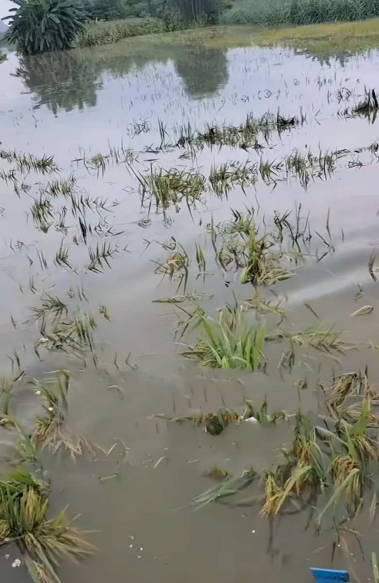 songlover0621's tweet photo. Rice crops face worries about blast disease, leading to a halt in harvest plans for local farmers. https://t.co/bBQukMRNZG