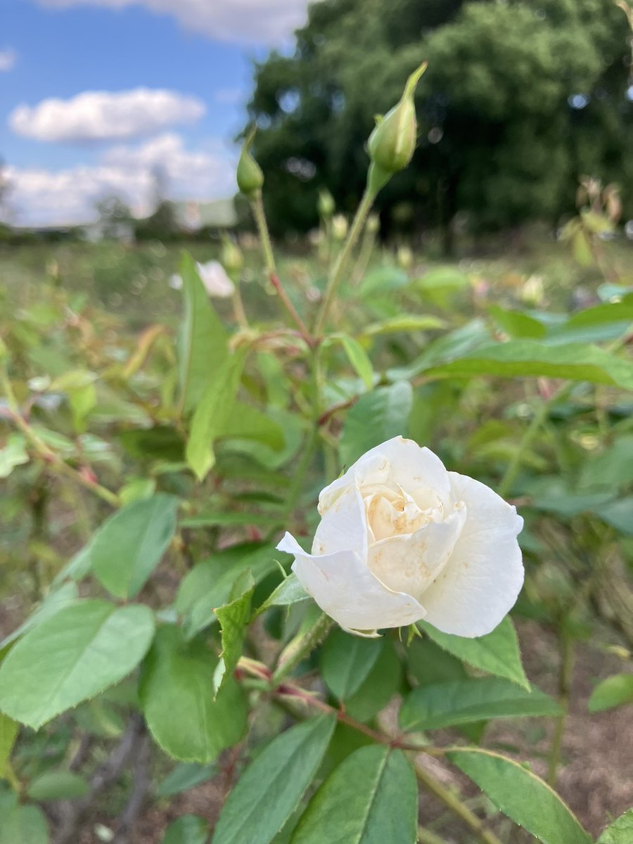 RSKbaraen's tweet photo. RSKバラ園です🌹
全体的にはまだまだツボミが多いこの時期ですが、品種によっては秋のバラが咲き始めています。
#アシュラム　#アイスバーグ
#桜貝 https://t.co/FyQaOfXMRs
