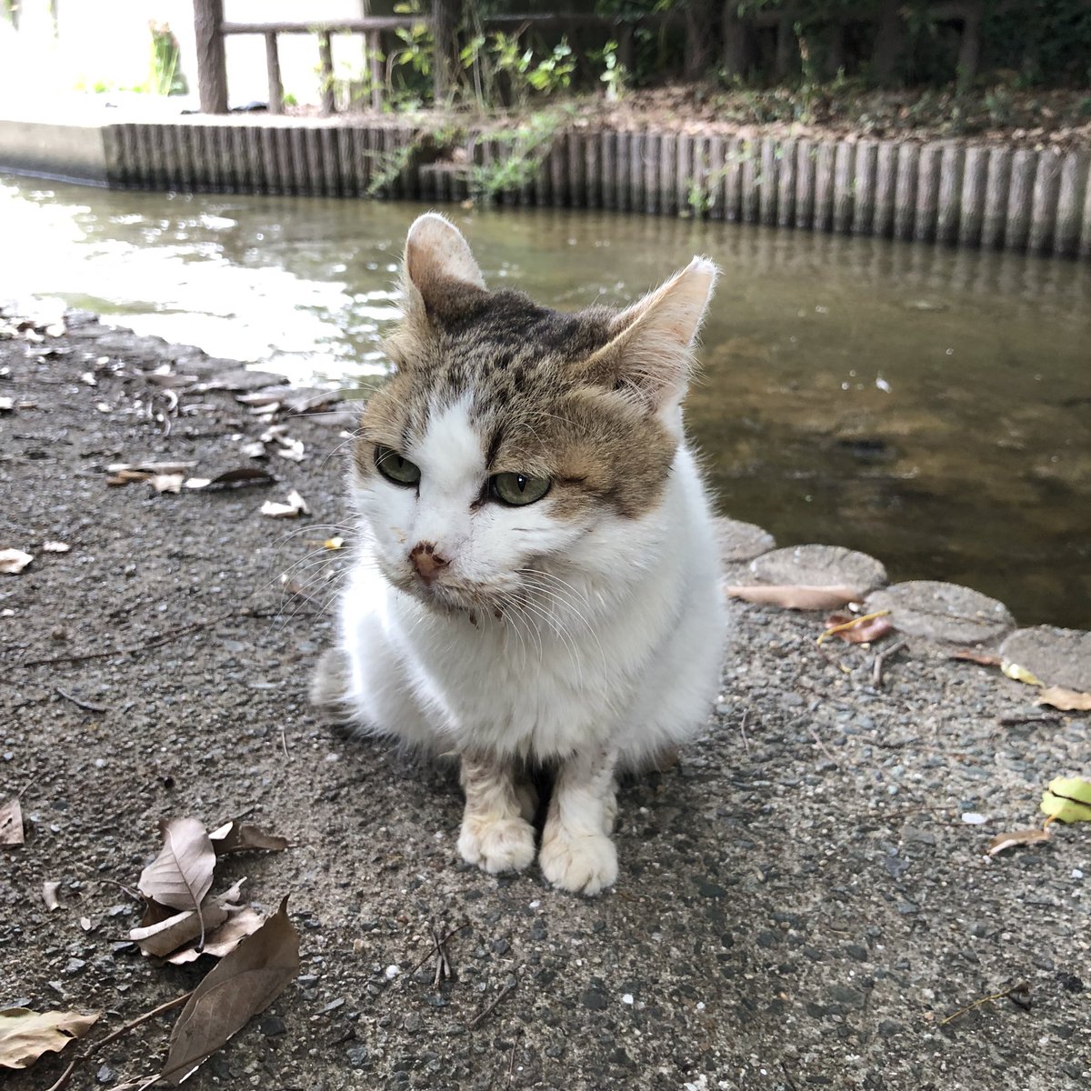 poncyogo's tweet photo. 電波電波の怪電波〜♫（気持ちよく歌っていますが、画像は今日の花ちゃんです） https://t.co/ZdXi1EcK6O