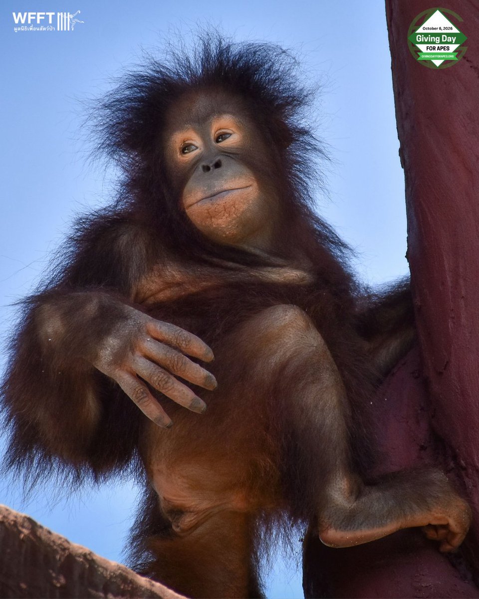 WFFThailand's tweet photo. When we rescued Chico, we made him a promise: to keep him safe, healthy & give him a wonderful home. 💚🦧 We make this promise to every rescue. Please donate today on #GivingDayforApes for Chico & the 97 other apes at WFFT.
Every gift matters! 💚
👉 https://t.co/HAQNVysxro https://t.co/rKq5CMaNFV