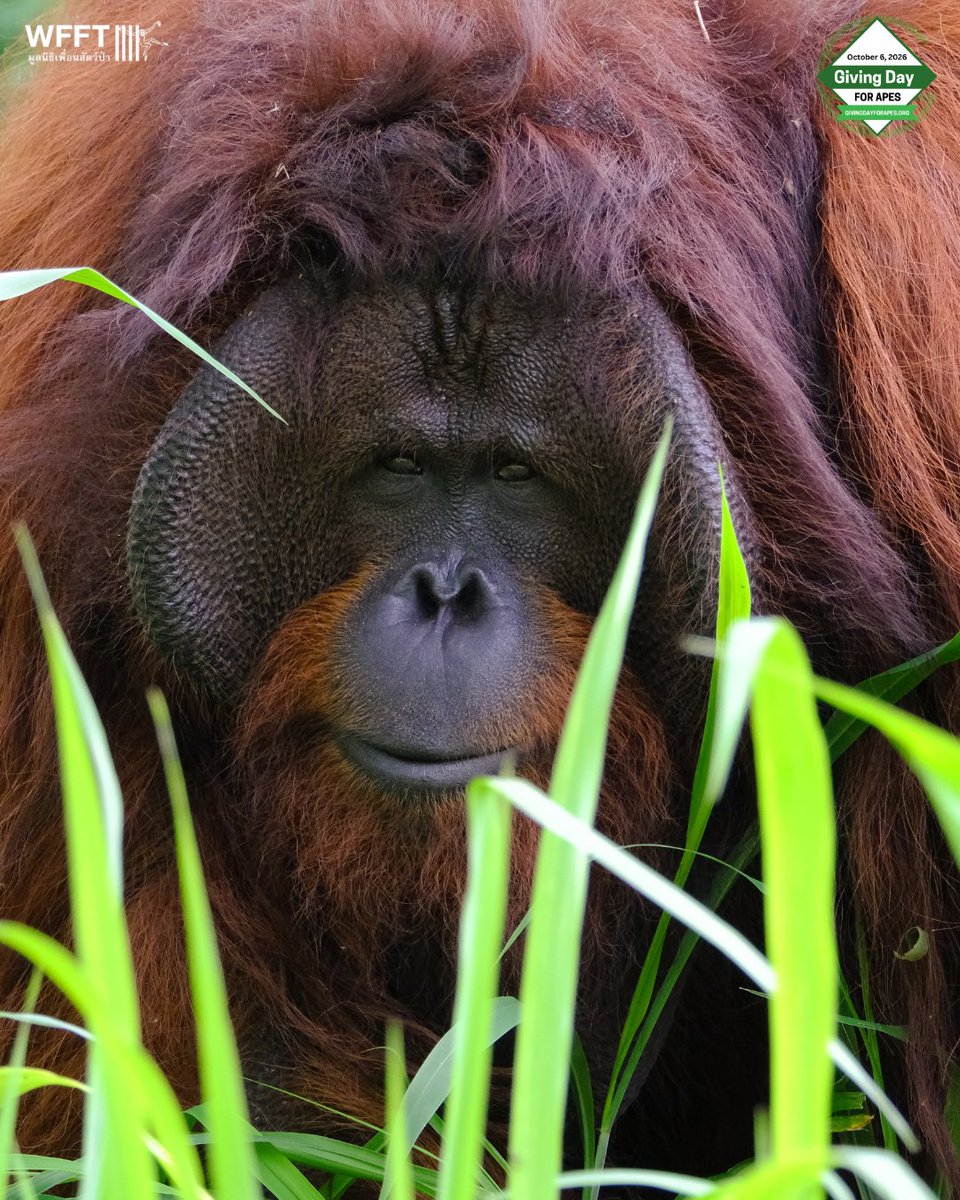WFFThailand's tweet photo. When we rescued Chico, we made him a promise: to keep him safe, healthy & give him a wonderful home. 💚🦧 We make this promise to every rescue. Please donate today on #GivingDayforApes for Chico & the 97 other apes at WFFT.
Every gift matters! 💚
👉 https://t.co/HAQNVysxro https://t.co/rKq5CMaNFV