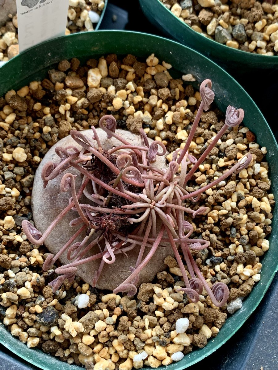 magicyclamen's tweet photo. 寝室のコウムゆっくりめ
#原種シクラメン
#Cyclamen
#coum https://t.co/Z1Ji5iLqjv