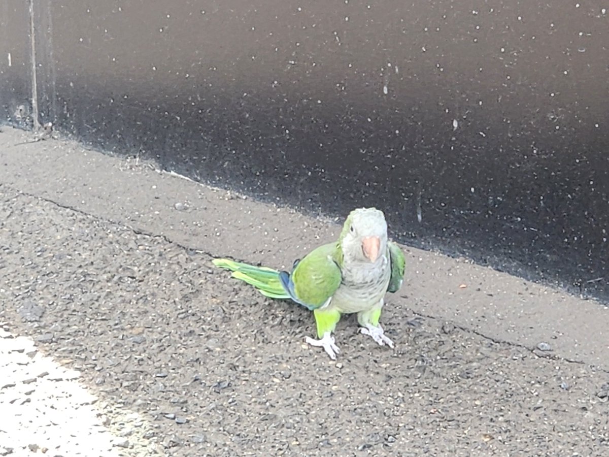 Shinigami3860_1's tweet photo. 若葉台にインコがいた
多分逃げ出したのかな....

駅北側に行ったけど飼い主さんのところに帰れると良いが https://t.co/oiE7nfEPdr