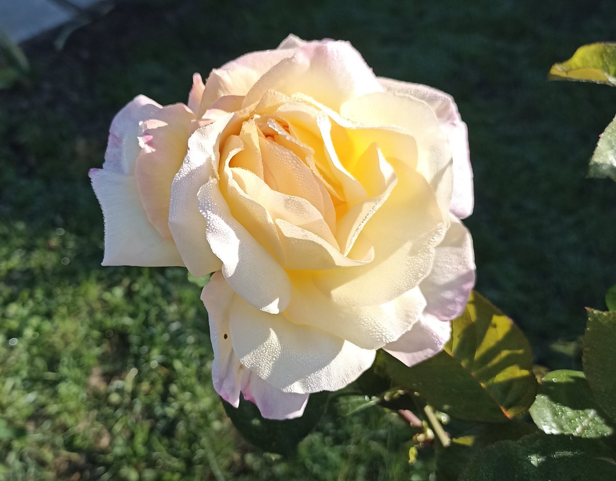 DinaBail's tweet photo. Rose d'automne. Le silence est d'or. 
La ville sommeille. Octobre Rose. La journée des aidants. Prendre soin. D'eux. D'elles. C'est tout ce qui importe. 
Douce journée à Vous. https://t.co/kPT2Nqja7c