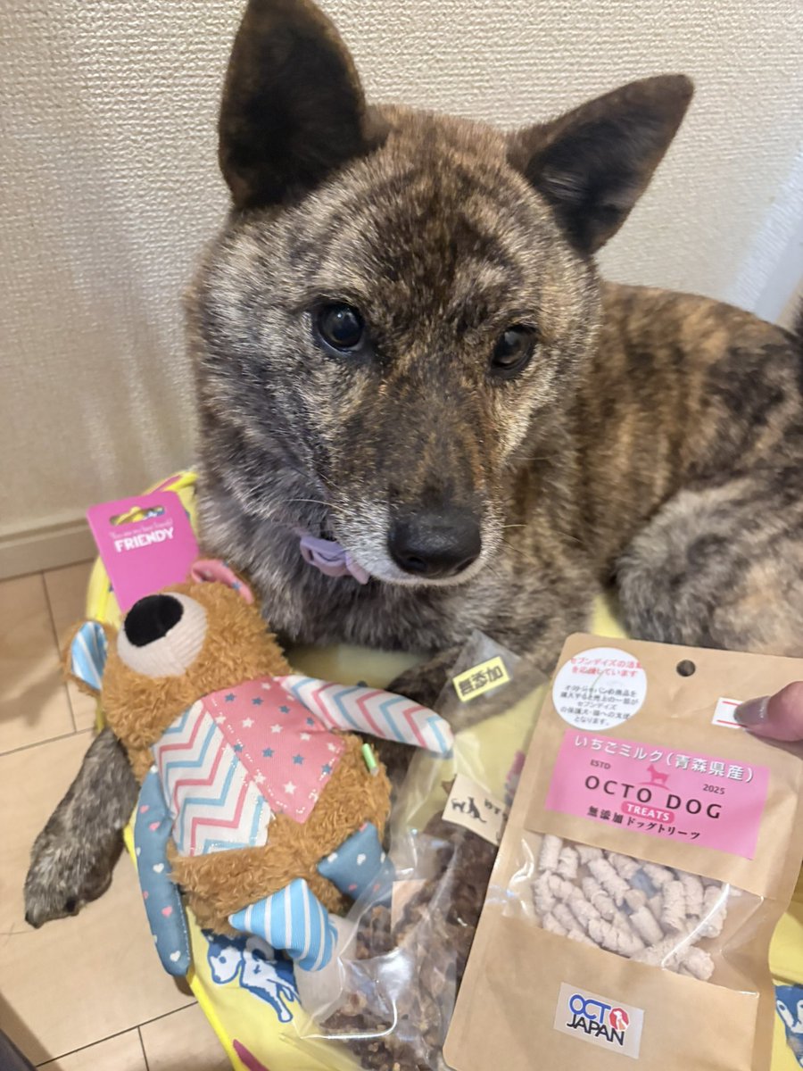 haru_loup's tweet photo. 昨日で麦ちゃん7歳の誕生日だった、、
驚きが隠せない
もう7歳！？
４歳ぐらいかと思ってた https://t.co/Y1hHAOUGk0