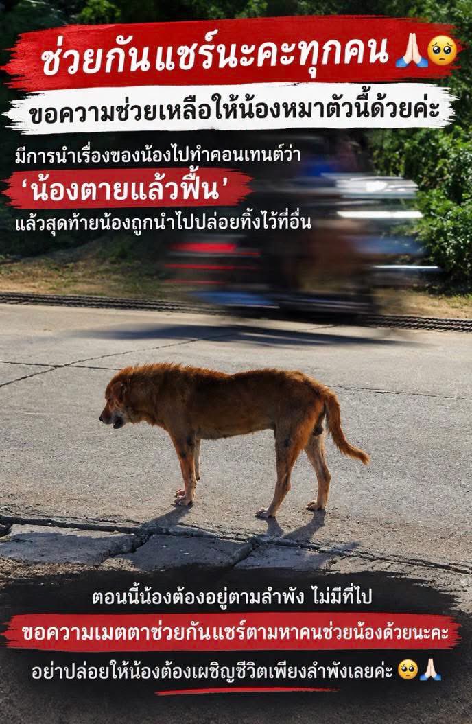malimalineee's tweet photo. 😭ด่วนช่วยกันแชร์นะคะ กู้ภัยเอาน้องไปทิ้ง 
ไม่ยอมบอกว่าเอาน้องไปทิ้งที่ไหน คนให้ข้าวโทรไปถามแล้ว ก็ไม่บอก

#ตามหาหมาหายได้โปรดช่วยกันแชร์กู้ภัยเอาน้องไปปล่อยทิ้ง 

น้องน่าสงสารมากคนให้ข้าวบอกน้องนิสัยดีแก่มากแล้ว

￼ #โพสต์ที่คนให้ข้าวโพสต์ตามหา👇🏻
https://t.co/ockFFx4QUA

🚨 จากเคสนี้ค่ะ มีใครพบเจอน้องบ้างไหมคะ

น้องน่าสงสารมากนะคะ ในคลิปก็เห็นอยู่ว่าน้องยังดิ้น น้องพยายามดิ้น และเจ้าหน้าที่ก็ยังจับน้องอย่างระวังเพราะกลัวน้องกัด แต่สุดท้ายกลับปล่อยน้องทิ้งไว้ระหว่างทาง เท่ากับว่าเอาน้องไปปล่อยที่อื่นนะคะ

พี่ๆ เจ้าหน้าที่กู้ภัยไม่ได้พาน้องกลับไปที่เดิม แต่ปล่อยน้องไว้กลางทาง หลังเห็นว่าน้องฟื้นขึ้นมา น้องตกใจและวิ่งหนีหายไปค่ะ

น้องดูแก่มากและน่าจะป่วย นอนหมดแรงจนคนที่พบเห็นคิดว่าน้องเสียชีวิตแล้ว ไม่รู้ว่าป่านนี้น้องจะเป็นยังไงบ้าง ได้กินอะไรหรือมีใครช่วยเหลือแล้วหรือยัง

หลายท่านอาจเห็นเป็นเรื่องตลก แต่น้องน่าสงสารมากค่ะ 😢 ไม่รู้ตอนนี้น้องไปหลบอยู่ที่ไหน

หากท่านใดพบเห็นน้อง หรืออยู่ในพื้นที่และมีเบาะแส รบกวนช่วยแจ้งด้วยนะคะ 🙏🏻

📍พิกัดตามข่าว: สมาคมหน่วยกู้ภัยกำแพงเพชร ต.นครชุม อ.เมือง จ.กำแพงเพชร

📰 ข่าวต้นเรื่อง: [ดูข่าวต้นเรื่อง] 

https://t.co/m8tjclSazn

คลิปที่น้องดิ้น
https://t.co/UsTlxWOVa8

ข่าวสด
(https://t.co/jLJgt2vKO6)
