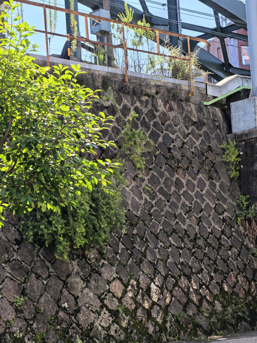mofucla's tweet photo. この壁ヤモリ追いかけ半分くらいよじ登ったのが最大の事件 https://t.co/6VrRl8bzTL