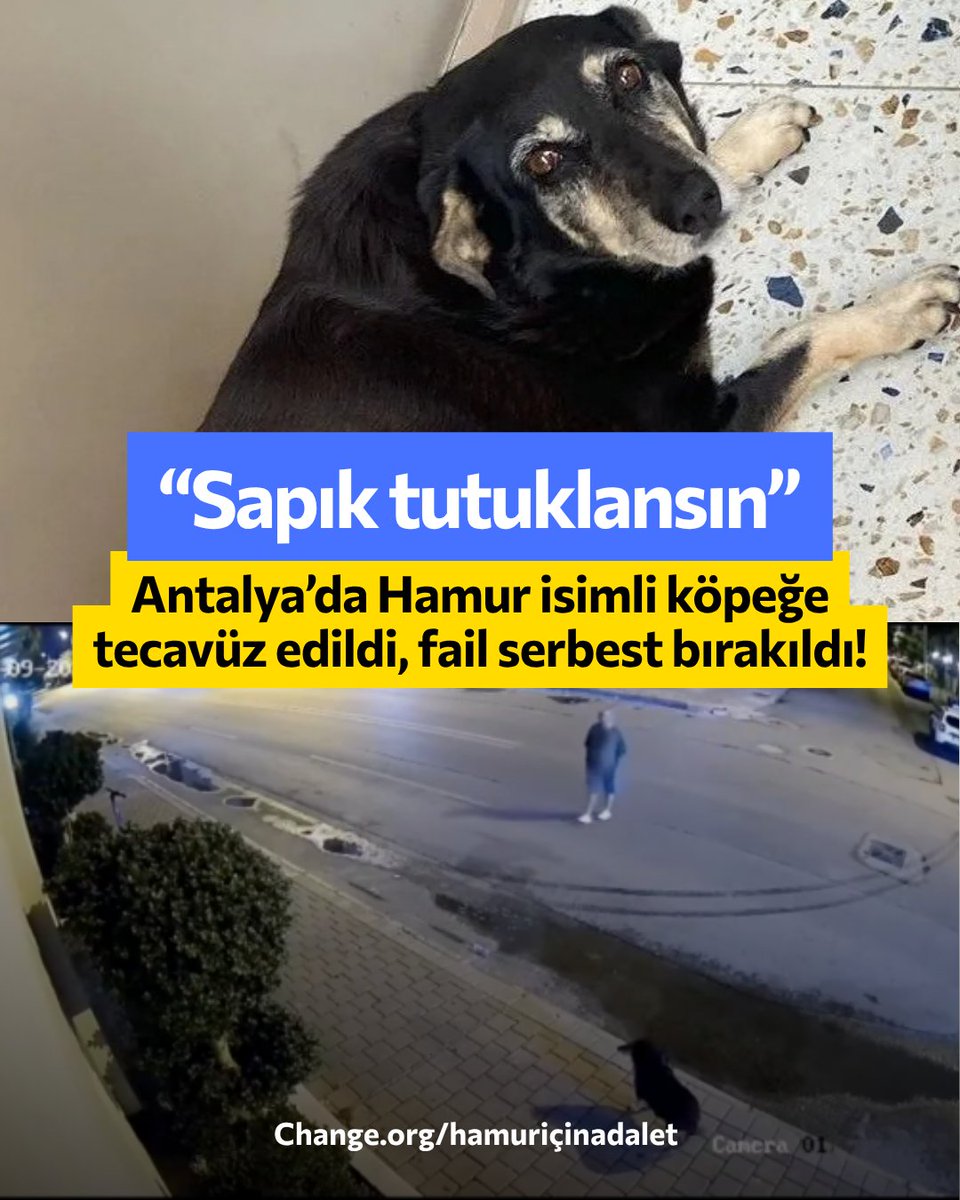 ChangeTR's tweet photo. Tecavüzcü serbest!

Antalya’nın Konyaaltı ilçesi Akkuyu Mahallesi sakinlerinin 9 yıldır baktığı ‘Hamur’ isimli köpek N.D. tarafından tecavüze uğradı. Fail adli kontrol şartıyla serbest bırakıldı.

"Tecavüzcülerin toplumda yeri yok" diyen Niyazi Azgın, şahsın tutuklanması ve ceza alması için kampanya başlattı.

Destekliyorsan imzala, paylaş: https://t.co/0W11dGX9w6