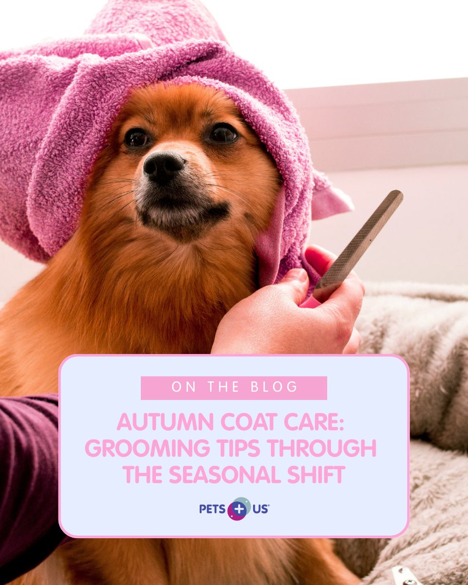 PetsPlusUsIns's tweet photo. Fall = shedding season! Keep the fur-nado under control with a few simple grooming tips to help your pet feel their best all season long.

We've got everything you need to know covered on the blog: https://t.co/bVtFGos9Fe https://t.co/VVZLH3c2Ee