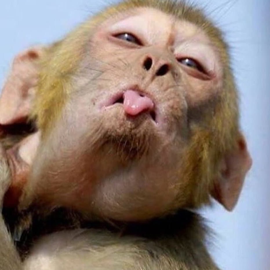 sinnerscoven's tweet photo. Monkey see, monkey do. Still can’t do it like I do. https://t.co/O3OogGq8l5