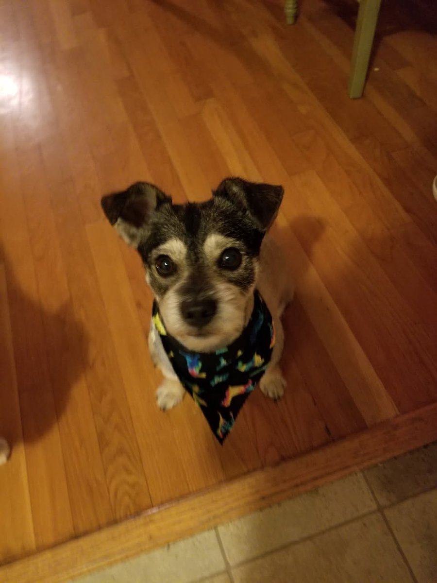 NYUDocs's tweet photo. Coming up at 7amET on Pets and Your Health. #VetonCall Dr. Jessica Melman #BespokeVeterinaryServices joins @fadams to answer all your questions about your furry friends! Call 877-698-3627 or email docs@siriusxm.com Stream here: https://t.co/vuGRUcZrG6 https://t.co/kTuZ0ZsFFt