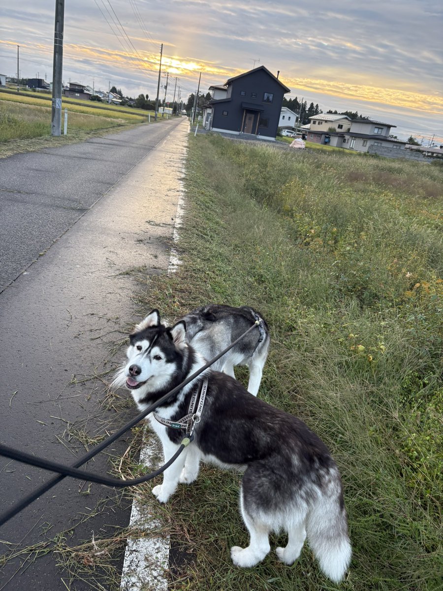 shirugaru's tweet photo. あーたーらしーいー
朝がきた
シベーリアンハスキーだ
#シベリアンハスキー https://t.co/LgiIOm0Xo9