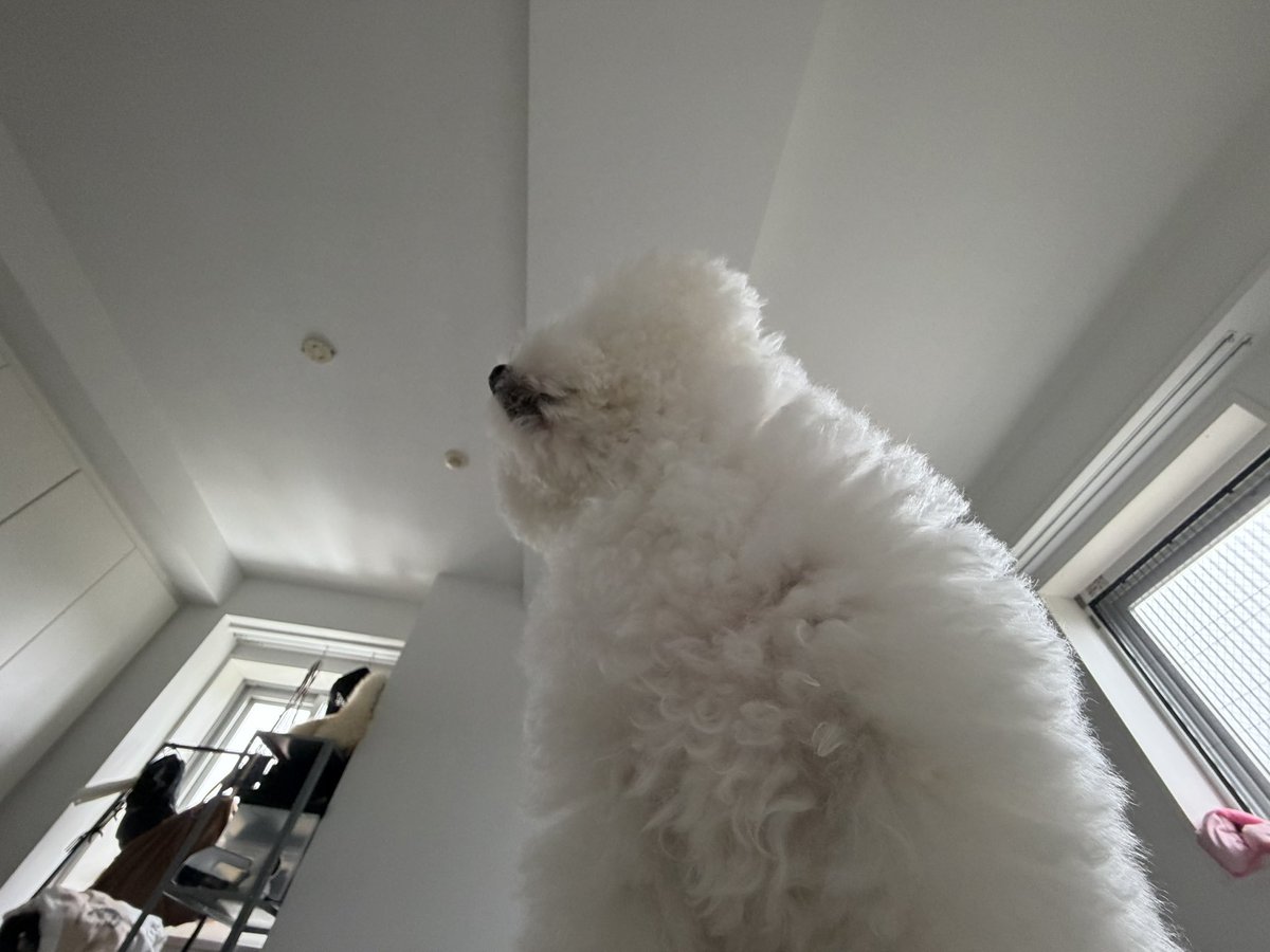 hkr_jgimsld's tweet photo. POV：早朝強い胸の圧迫感で目を覚ます https://t.co/7gfNoaXgsi