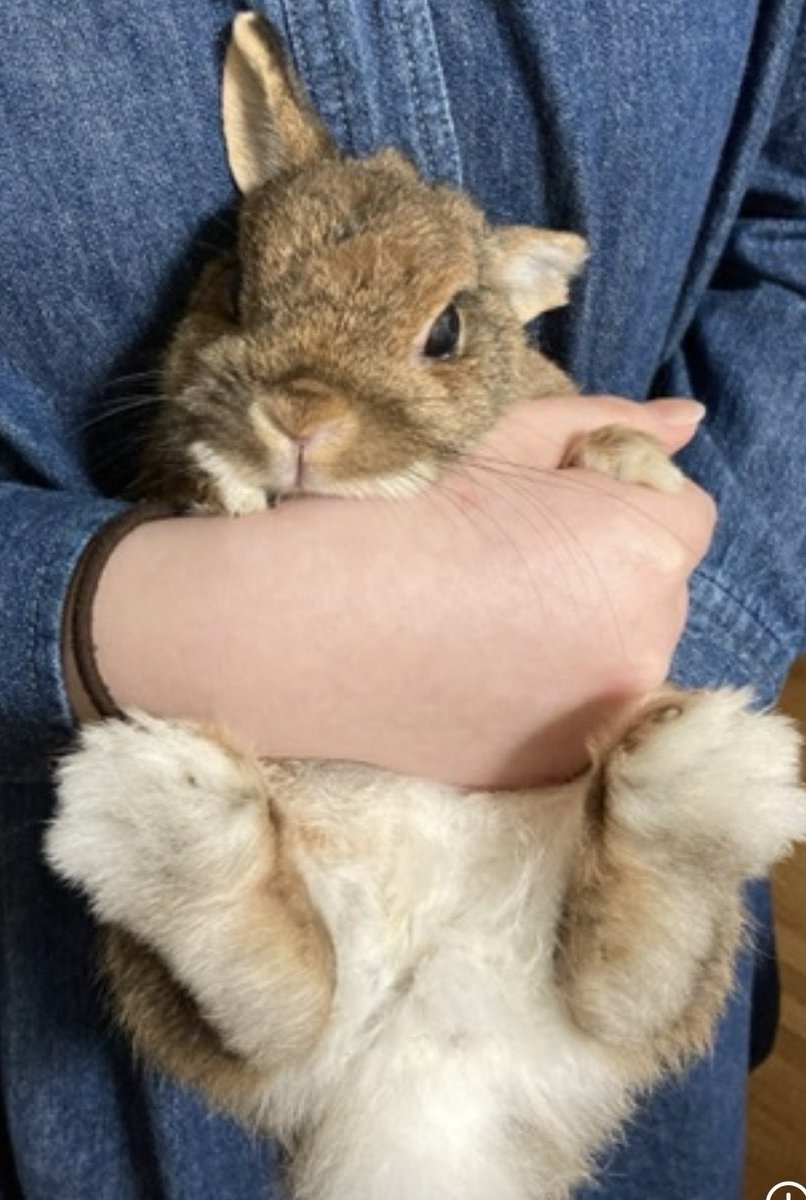 usausaMomoko's tweet photo. #うさぎがいる暮らし

つかまっちゃった https://t.co/O3I95LtOaC