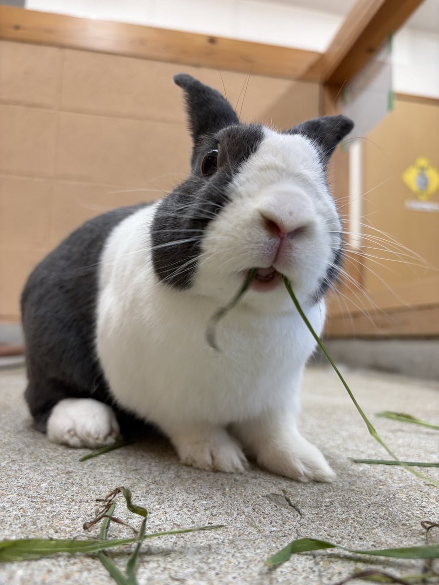 englandhill_zoo's tweet photo. おはようございます
本日は休園日です⊂((・x・))⊃
#うさぎ #ダッチ #どんどん https://t.co/azHf07wfMl