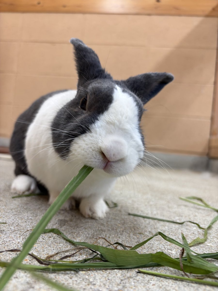 englandhill_zoo's tweet photo. おはようございます
本日は休園日です⊂((・x・))⊃
#うさぎ #ダッチ #どんどん https://t.co/azHf07wfMl