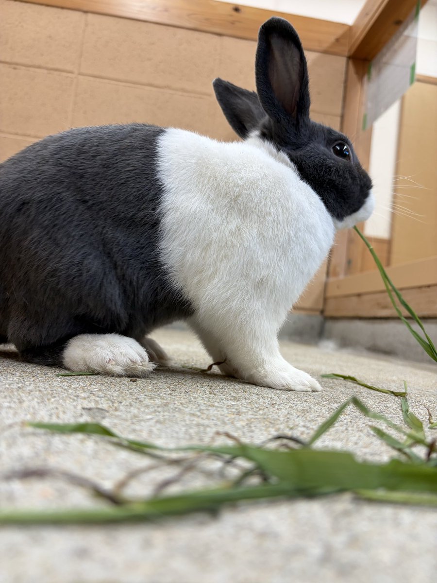 englandhill_zoo's tweet photo. おはようございます
本日は休園日です⊂((・x・))⊃
#うさぎ #ダッチ #どんどん https://t.co/azHf07wfMl