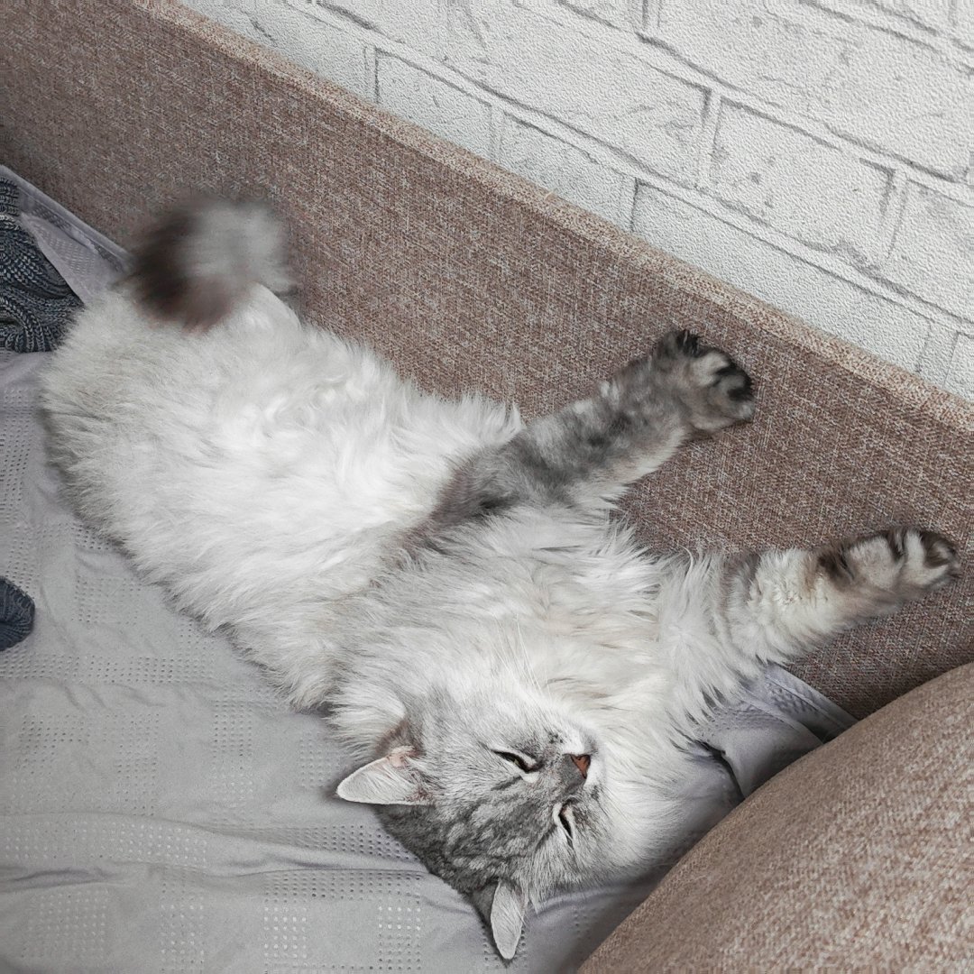 _haiironosekai's tweet photo. она так смешно лежит пхххпх
а ещё онет люди увидят что у меня срач https://t.co/uf2iqDMiJg