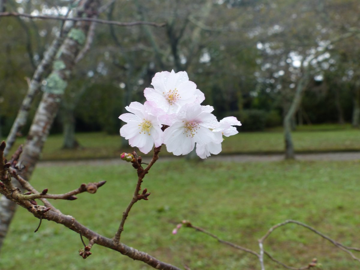 shiroishicastle's tweet photo. 厚い雲に覆われる日が続く白石城です
木の実が色づき十月桜も咲き秋が深まってきました https://t.co/1LJDVQBnca