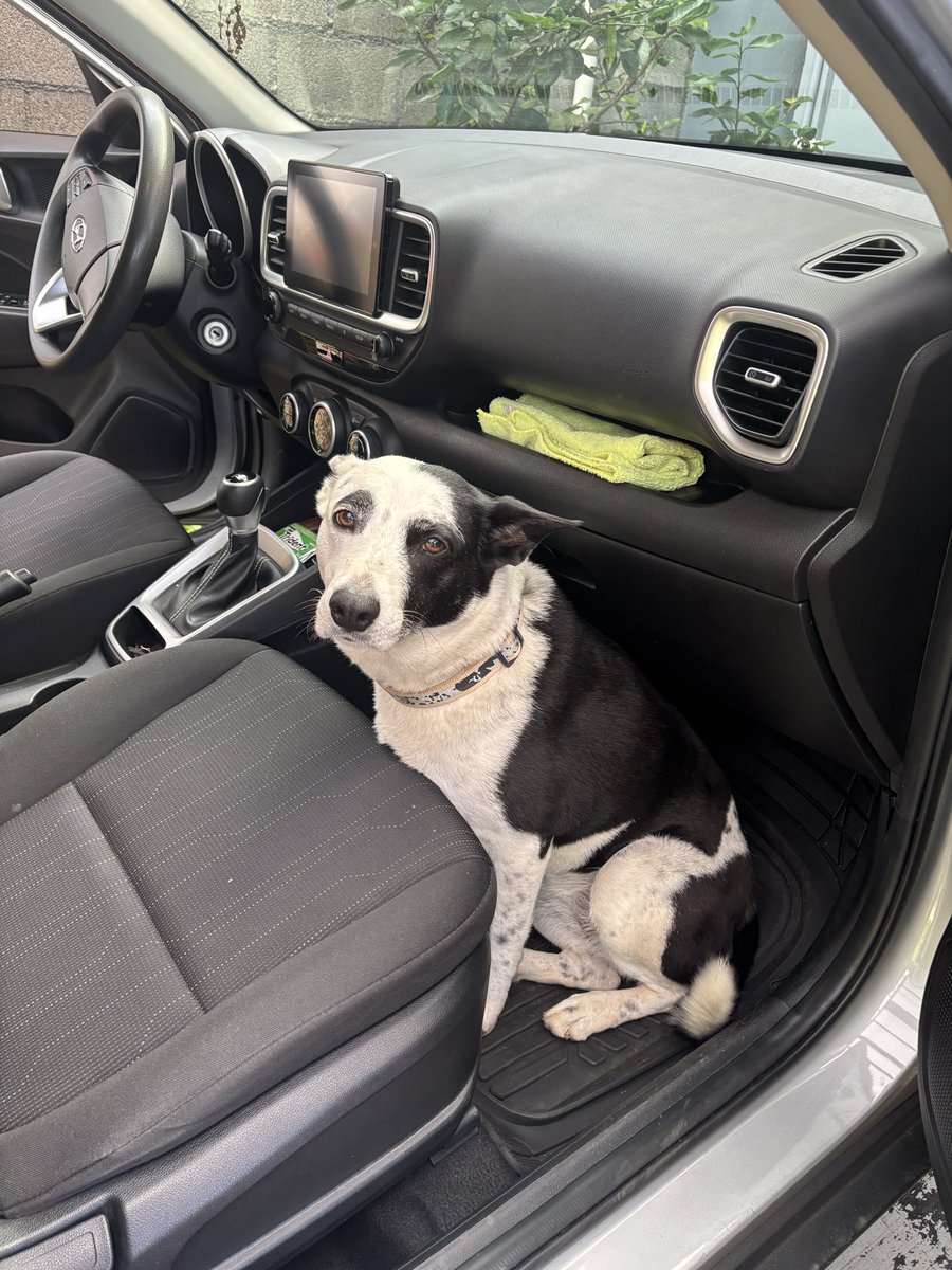 roxy1481's tweet photo. Cuando quiere ir y cuando le dicen que si la llevan , Layla 🥰 https://t.co/ph7T8Ncnu6