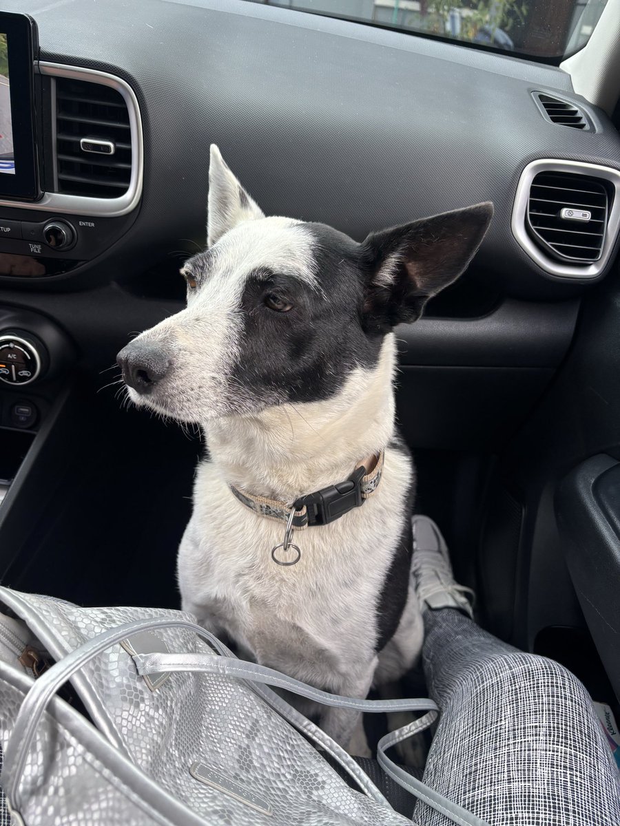 roxy1481's tweet photo. Cuando quiere ir y cuando le dicen que si la llevan , Layla 🥰 https://t.co/ph7T8Ncnu6