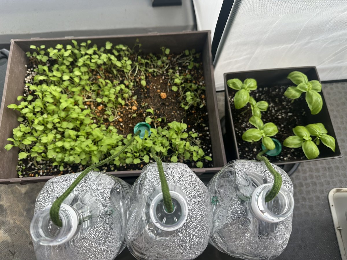 namisfcdiver's tweet photo. 東京砂漠、秋晴れｷﾀ━(ﾟ∀ﾟ)━!
バジルもルコッラも一気に元気になってる🌱🌱🌱 https://t.co/mJcoDrjfkG