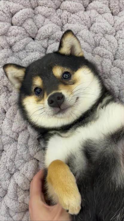 dogguts42's tweet photo. @puppynacci this man is a shiba inu and you know it https://t.co/GxPtkU83LL