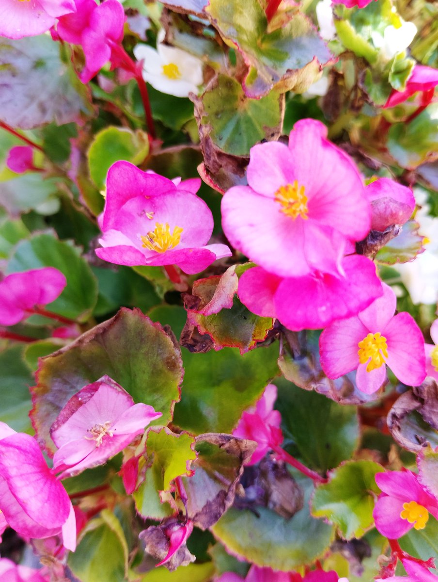 lovetankko's tweet photo. おはようございます😊🌾🍁

10月6日（火）の
岡山南部は晴れ時々曇り🌤️
最高気温26度予報
なので過ごしやすい日になるでしょう🍀✨

火曜特売行ってきます🚗😻

穏やかな良い火曜日になりますように🙆🩷
今日もよろしくお願いします🙇🍄🍠🍎🍇🍏🌰💕 https://t.co/XrpVunyAM2