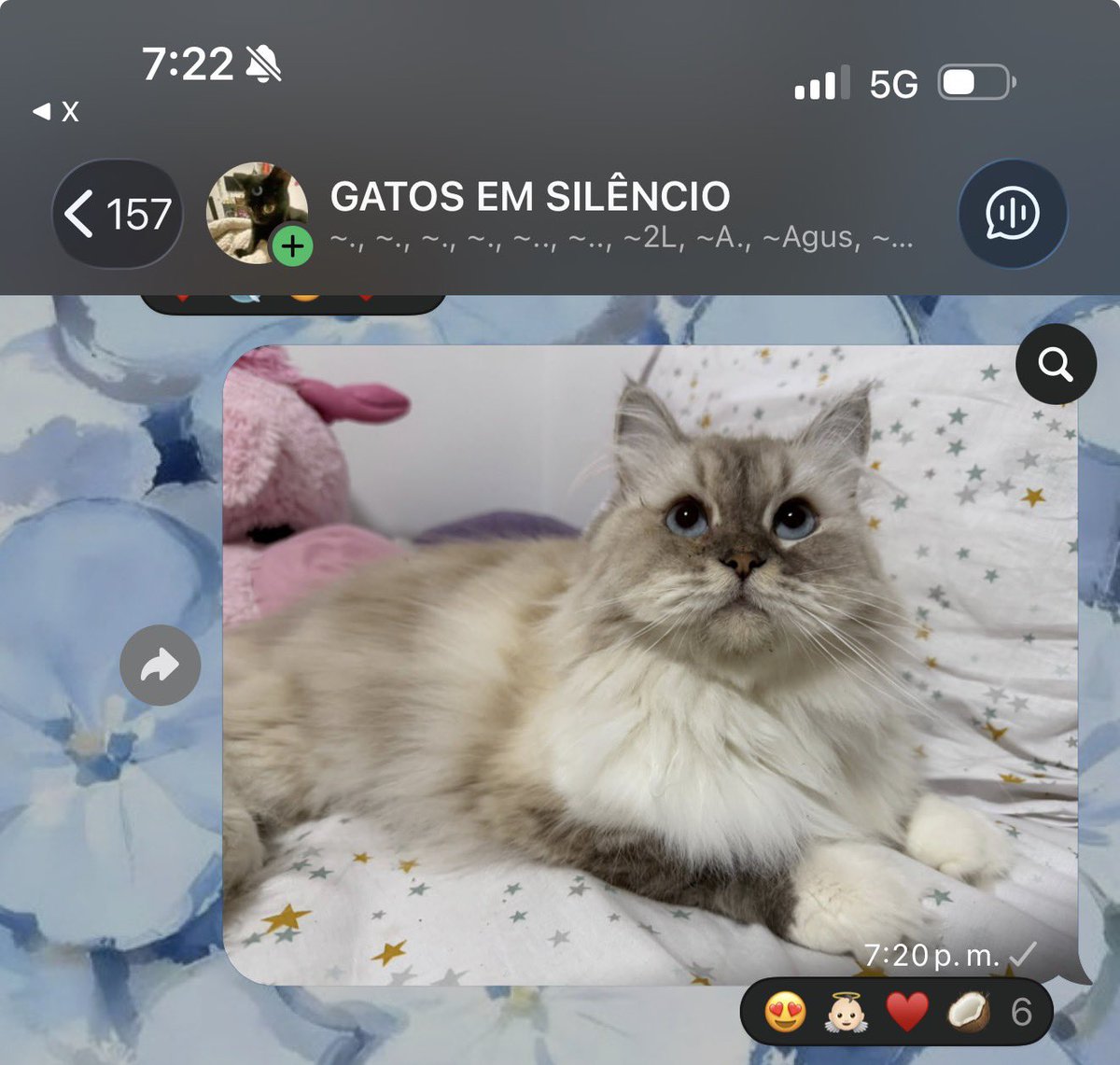 incakolaqueen's tweet photo. AMIGOS LOGRÉ ENTRAR A UNO DE LOS GRUPOS DE GATOS EM SILÊNCIO  AMARON A MI WANTAN 😭😭😭🩷🩷🩷🩷🩷 Y BARDEARON A UN PERRO JSKSKDJSJ https://t.co/khYaLj2yPE